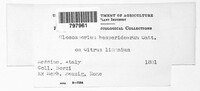 Colletotrichum gloeosporioides image